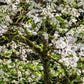 10 American WHITE FLOWERING DOGWOOD Small Tree Cornus Florida Seeds