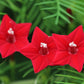 50 CYPRESS VINE MIX Ipomoea Quamoclit Convolvulus Hummingbird Star Morning Glory Cardinal Creeper Flower Seeds - Mixed Colors Red Pink White