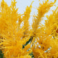 50 AURORA YELLOW AMARANTHUS Tricolor Josephs Coat Flower Seeds