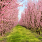 3 NEMAGUARD PEACH TREE Prunus Persica Fruit Pink Flower Seeds