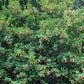 20 Tatarian FLAME MAPLE TREE Red Acer Tataricum Seeds
