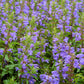 50 Purple False Dragon DRAGONS HEAD Obedient Plant Dracocephalum Flower Seeds