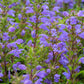 50 Purple False Dragon DRAGONS HEAD Obedient Plant Dracocephalum Flower Seeds