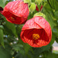 30 Mixed Colors FLOWERING MAPLE (Chinese Bell Flower) Abutilon Hybridum Shrub Bush Small Tree Seeds