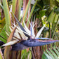 5 GIANT BIRD OF PARADISE Tree Strelitzia Nicolai Wild Banana White Crane Blue Purple Flower Houseplant Seeds
