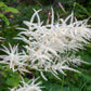 50 WHITE GOATS BEARD (like Astilbe) Aruncus Dioicus Flower Seeds