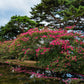 35 Dark PINK CREPE MYRTLE Lagerstroemia Indica Flowering Shrub Bush Small Tree Seeds