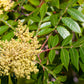30 FLAMELEAF SUMAC TREE Shining Dwarf Winged Rhus Schmaltzia Copallina Seeds