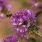 100 Rocky Mountain BEE PLANT Cleome Serrulata Flower Seeds