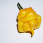 40 Yellow SCOTCH BONNET PEPPER very hot Jamaican Capsicum Chinense Vegetable Seeds