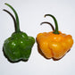 40 Yellow SCOTCH BONNET PEPPER very hot Jamaican Capsicum Chinense Vegetable Seeds