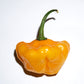 40 Yellow SCOTCH BONNET PEPPER very hot Jamaican Capsicum Chinense Vegetable Seeds