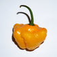 40 Yellow JAMAICAN HOT PEPPER Capsicum Chinense Scotch Bonnet Vegetable Seeds