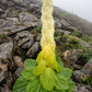 5 NOBLE RHUBARB Rheum Nobile Ornamental Sikkim Himalayan Glasshouse Plant Seeds