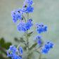 500 Blue Chinese FORGET ME NOT (Hounds Tongue) Cynoglossum Amabile Flower Seeds