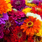 250 Mixed Colors ZINNIA ELEGANS Flower Seeds