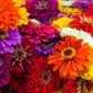 250 ZIN MASTER ZINNIA Mix Elegans Mixed Colors Flower Seeds