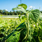 50 FRENCH Blue Lake POLE BEAN Phaseolus Vulgaris Vegetable Seeds