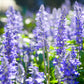 1000 TRUE BLUE HYSSOP Hyssopus Officinalis Thymus Hyssopus Herb Blue Violet Flower Seeds