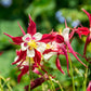 25 CRIMSON STAR COLUMBINE Red & White McKana's Giant Aquilegia Flower Seeds