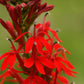 300 CARDINAL FLOWER LOBELIA Cardinalis Flower Seeds