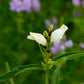50 WHITE TURTLEHEAD Chelone Glabra Flower Seeds