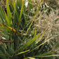 10 Hardy SABAL PALM TREE Cabbage Palmetto Flower Seeds