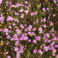 300 IMMORTELLE IMMORTAL MIX Xeranthemum Paper Daisy Everlasting Flower Seeds