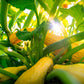 50 YELLOW CROOKNECK SQUASH Summer Cucurbita Pepo Crooked Neck Vegetable Seeds