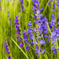 300 Blue ROCKY MOUNTAIN BEARDTONGUE Penstemon Strictus Flower Seeds