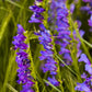 300 Blue ROCKY MOUNTAIN BEARDTONGUE Penstemon Strictus Flower Seeds