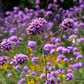 250 COMMON VERVAIN Verbena Officinalis European Herb Pink Purple Flower Seeds