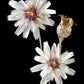 25 WHITE CUPID'S DART Love Plant Catananche Caerulea Flower Seeds