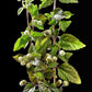 100 AZTEC SWEET HERB aka Honeyherb, Lippia, Mayan Mint, Dulce Buttons. Lippia Dulcis Phyla White Flower Seeds