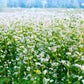 200 Organic BUCKWHEAT Fagopyrum Esculentum Grain Cover Crop Ground Cover Flower Vegetable Seeds
