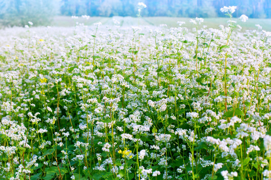 200 Organic BUCKWHEAT Fagopyrum Esculentum Grain Cover Crop Ground Cover Flower Vegetable Seeds