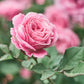 5 PINK ROSE Rosa Bush Shrub Perennial Flower Seeds