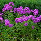 10 Tall PURPLE PHLOX Paniculata Garden Summer Native Hummingbird Flower Seeds