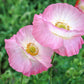 1000 PINK & WHITE POPPY Papaver Somniferum Flower Seeds