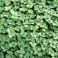 50 Organic CHICKWEED Stellaria Media Starwort Stitchwort White Flower Herb Seeds