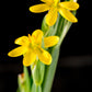 10 YELLOW EYED GRASS Ornamental Sisyrinchium Californicum Flower Seeds