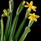 10 YELLOW EYED GRASS Ornamental Sisyrinchium Californicum Flower Seeds