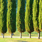 20 MEDITERRANEAN CYPRESS TREE Italian Pencil Pine Cedar Cupressus Sempervirens Stricta Seeds