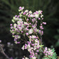 5 CHINESE MEADOW RUE Pink Yunnan Thalictrum Dipterocarpum Delavayi Flower Seeds