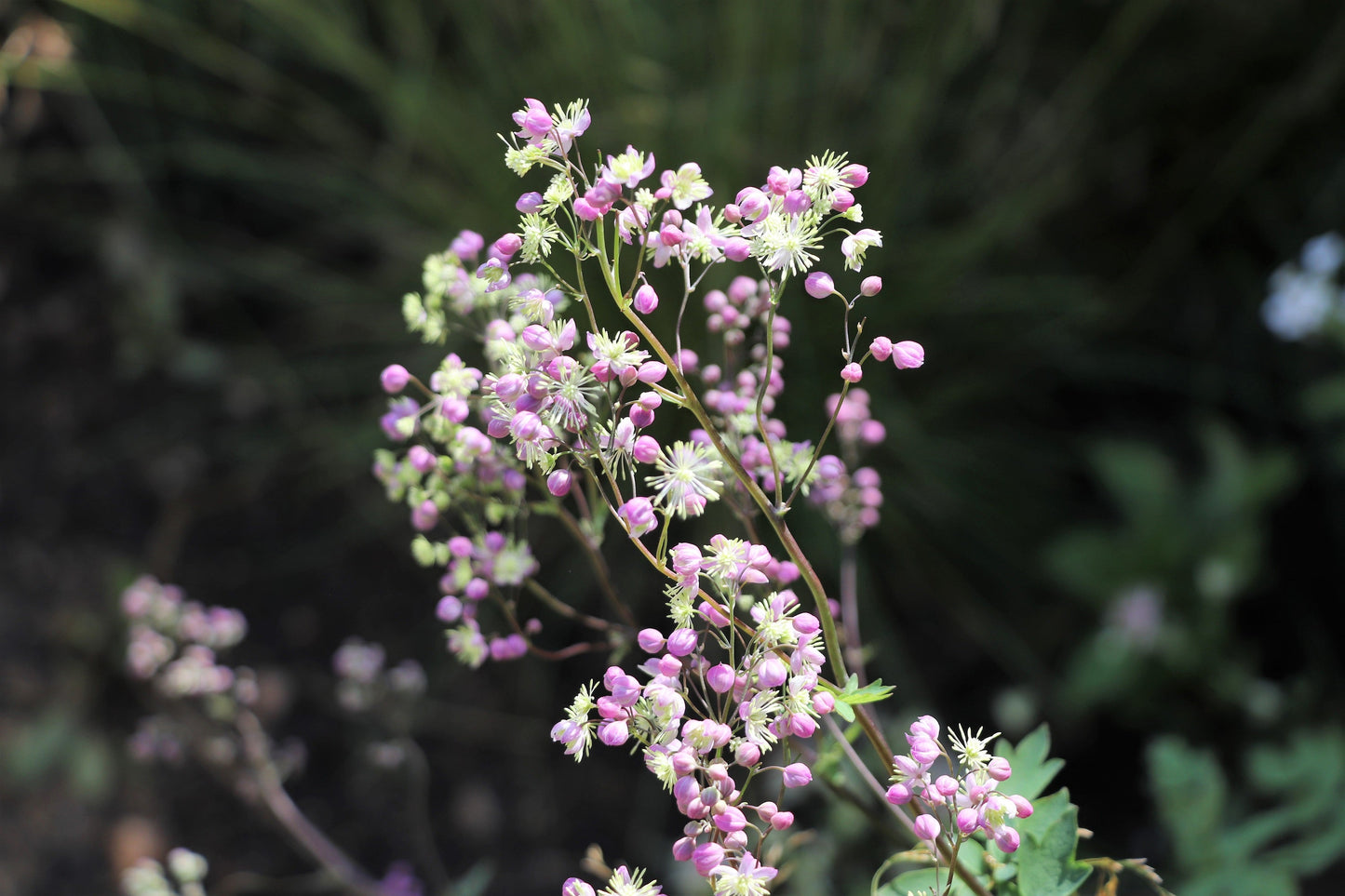 5 CHINESE MEADOW RUE Pink Yunnan Thalictrum Dipterocarpum Delavayi Flower Seeds