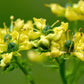 50 YELLOW RUE Herb of Grace Common Ruta Graveolens Fragrant Evergreen Flower Seeds