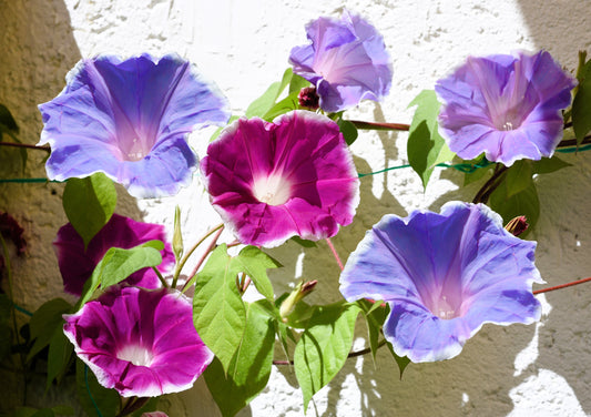 50 Mixed JAPANESE MORNING GLORY Ipomoea Nil Flower Vine Color Mix Bicolor Tricolor Blue Red White Pink Purple Violet Seeds