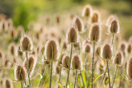 75 FULLERS TEASEL Indian Teasel Dipsacus Sativus White Flower Herb Seeds