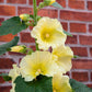 25 YELLOW HOLLYHOCK Alcea Rosea Flower Seeds Perennial