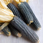 50 BLUE POPCORN Blue Kernels Pop White Corn Zea Mays Vegetable Seeds